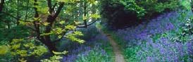 Bluebell Wood, Prestayn, North Wales